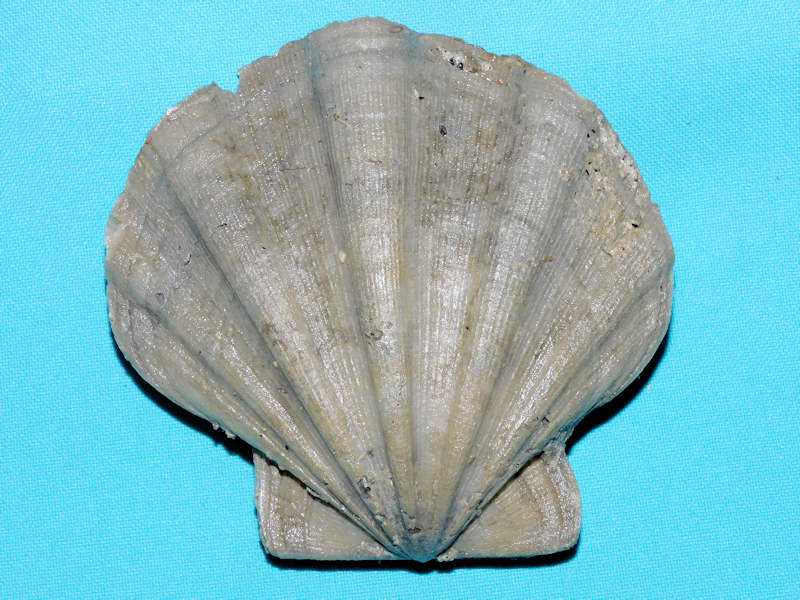 Chesapecten quinarius 3 3/4” or 94.76mm."Giant"#800143 Chesapecten quinarius 3 3/4” or 94.76mm."Giant"#800143