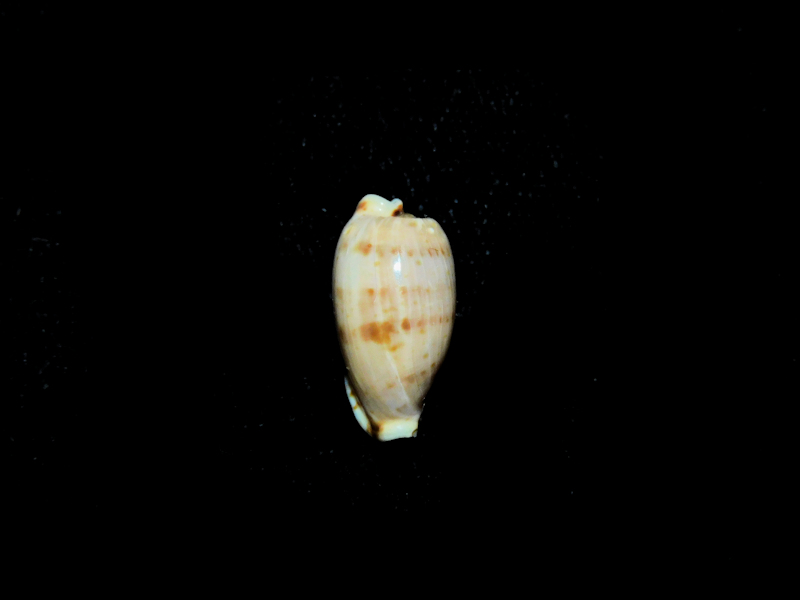 Notadusta rabaulensis 16.40mm. "Uncommon"#700899 - Click Image to Close