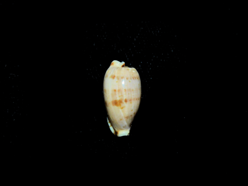 Notadusta rabaulensis 16.40mm. "Uncommon"#700899 Notadusta rabaulensis 16.40mm. "Uncommon"#700899