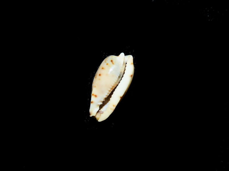 Notadusta rabaulensis 16.40mm. "Uncommon"#700899 - Click Image to Close