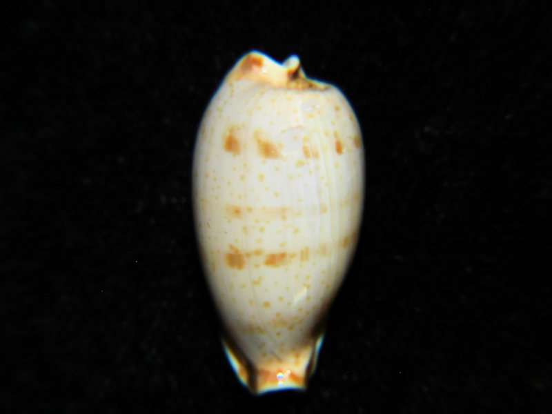 Erronea rabaulensis 22.88mm."Large" Lot#901219JB (image for) Erronea rabaulensis 22.88mm."Large" Lot#901219JB