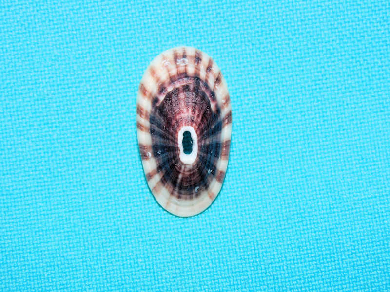 Fissurella radiosa 1” or 26.03mm.Argentina #700747 Fissurella radiosa 1” or 26.03mm.Argentina #700747