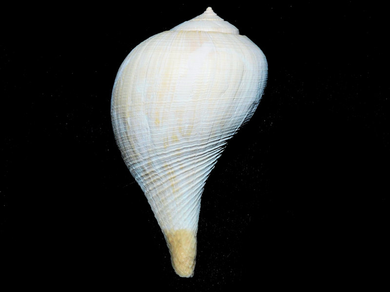 Fulguropsis radula 2 3/4” or 68.68mm. Golden Gate Lot#16789 Fulguropsis radula 2 3/4” or 68.68mm. Golden Gate Lot#16789