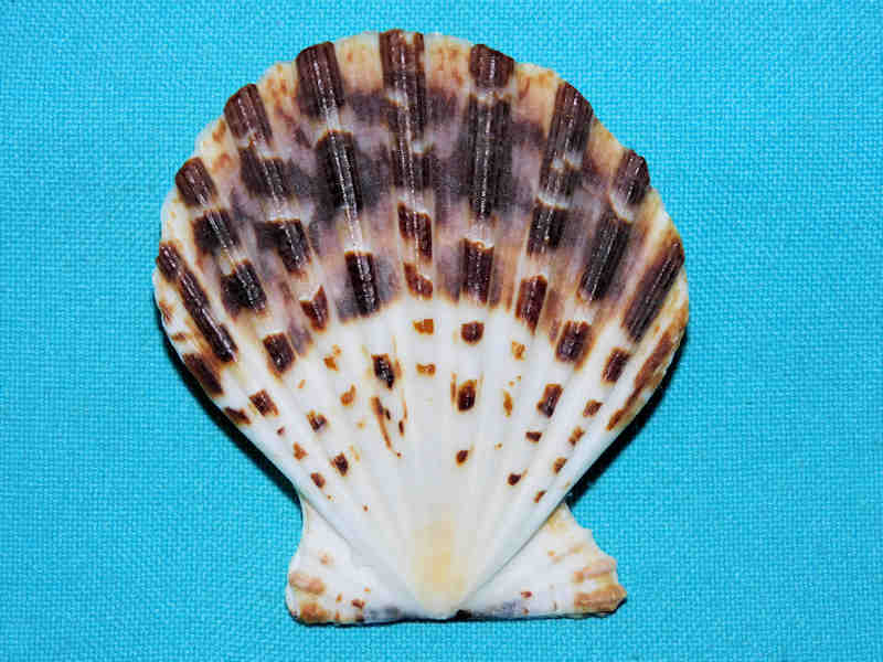 Decatopecten radula 2 5/8” or 64.51mm."Lovely"#700143 Decatopecten radula 2 5/8” or 64.51mm."Lovely"#700143
