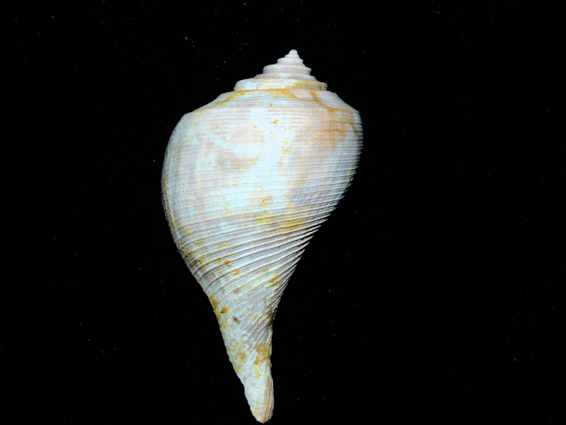 Fulguropsis radula 2 5/8” or 64.97mm. "Golden Gate"#17469