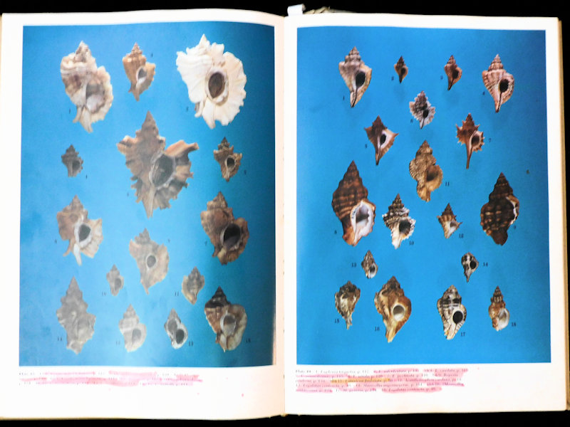 Murex Shells of the World-Radwin & D'Atillio #700732