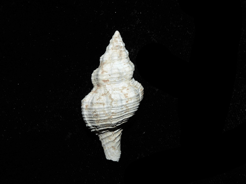 Pliculofusus ramondi 1 5/8” or 39.86mm.Ultra-Rare Miocene#17814 Pliculofusus ramondi 1 5/8” or 39.86mm.Ultra-Rare Miocene#17814