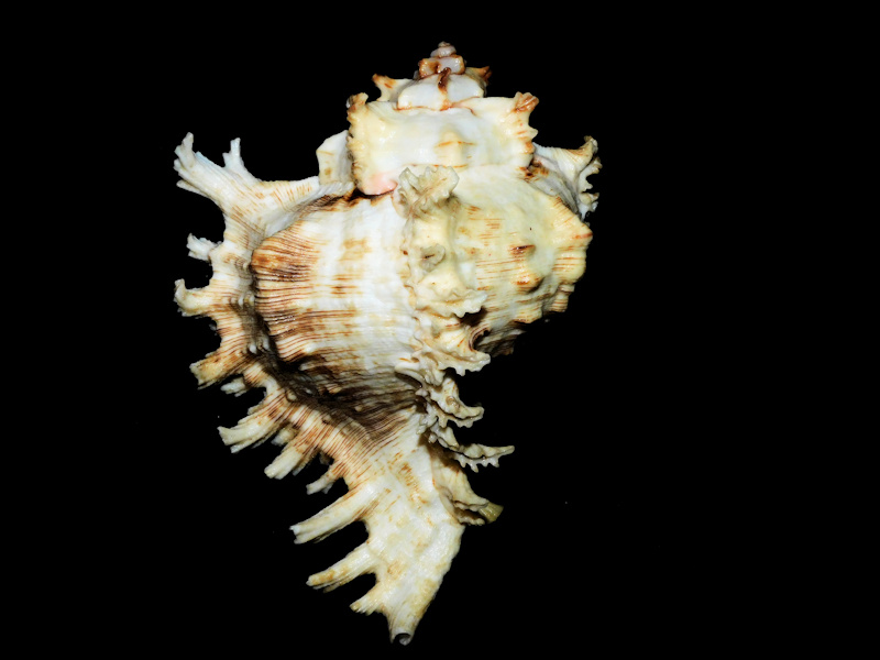 Chicoreus ramosus 5 ½” or 137.36mm. w/o "Gorgeous" #700272 - Click Image to Close