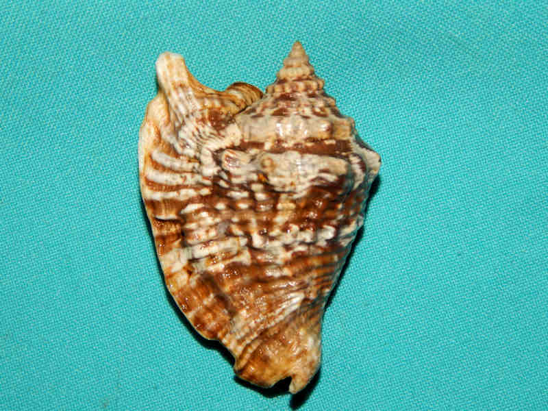 Lobatus raninus 2 3/4”-Marathon Florida Keys-Lot#15967 Lobatus raninus 2 3/4”-Marathon Florida Keys-Lot#15967