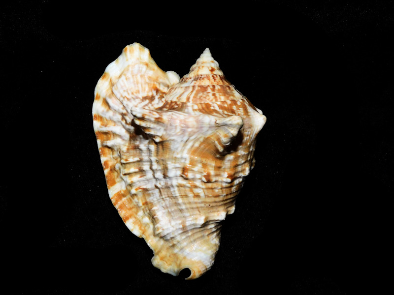 Lobatus raninus 3 3/8” or 83.31mm. "Beauty Large"#17584 - Click Image to Close
