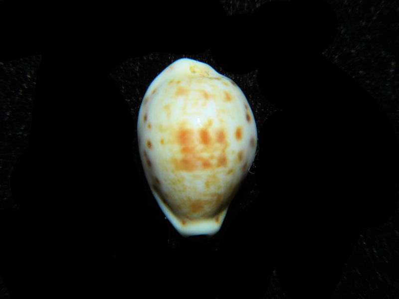 Talostolida rashleighana 17.82mm."Ultra-Rare Hard To Get" LOT#901265JB (image for) Talostolida rashleighana 17.82mm."Ultra-Rare Hard To Get" LOT#901265JB