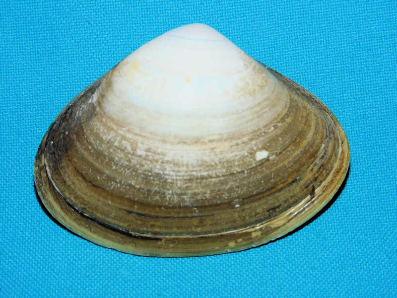 Spisula raveneli 2 5/8” or 64.31mm.Sanibel Lot#16856 Spisula raveneli 2 5/8” or 64.31mm.Sanibel Lot#16856