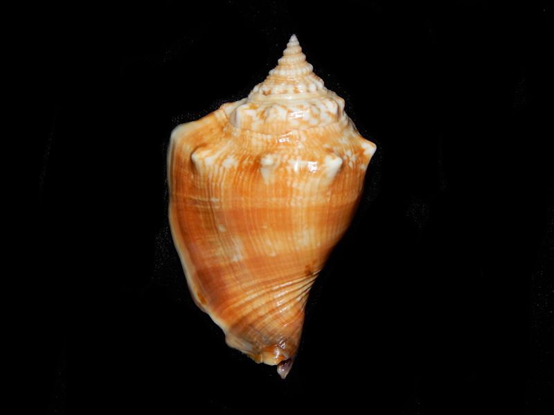 Strombus alatus w/o - San Carlos Bay- Lot # 10694 Strombus alatus w/o - San Carlos Bay- Lot # 10694