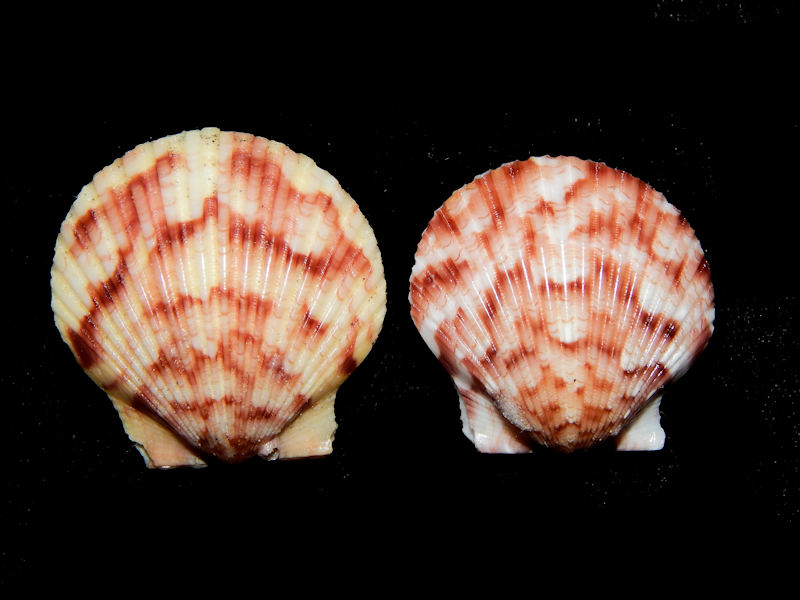 Argopecten gibbus (2) 1 1/8" & 1 3/8"-Reddish-Lot#16349 Argopecten gibbus (2) 1 1/8" & 1 3/8"-Reddish-Lot#16349