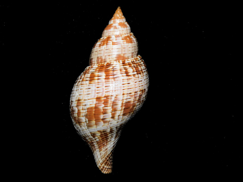 Fasciolariidae