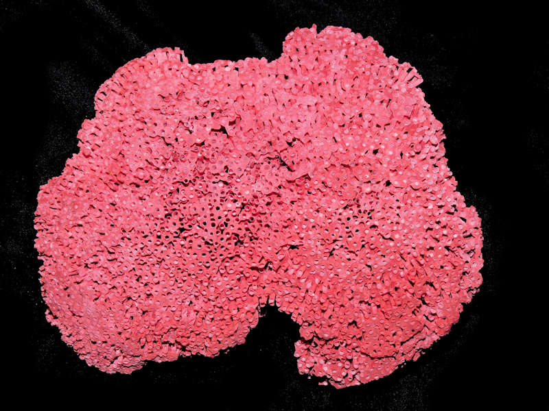 Tubipora musica 7 ¾” or 199.04mm. "Lovely"#700475 Tubipora musica 7 ¾” or 199.04mm. "Lovely"#700475