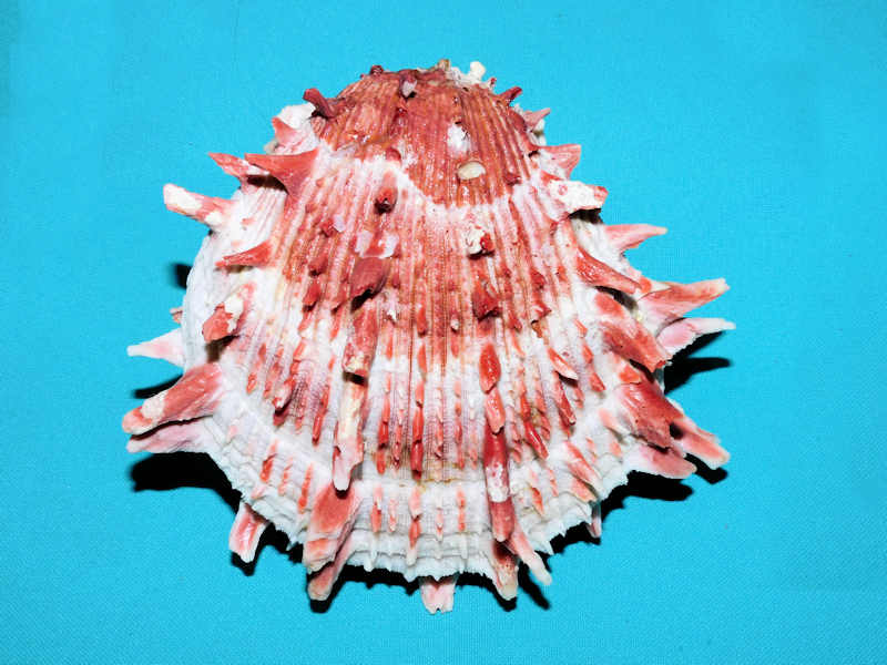 Spondylus americanus 5 3/8” or 134.35mm Red Oil Rig #700020 - Click Image to Close