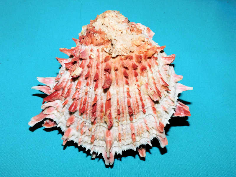 Spondylus americanus 5 3/8” or 134.35mm Red Oil Rig #700020 - Click Image to Close