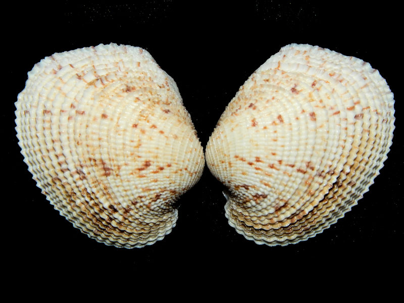 Antigona reticulata 1 3/4" or 44.51mm.-Tonga-Lot#16440 Antigona reticulata 1 3/4" or 44.51mm.-Tonga-Lot#16440
