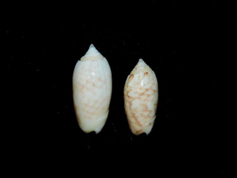 Americoliva reticularis (2) 28.24mm. & 24.05mm. Bimini #17458