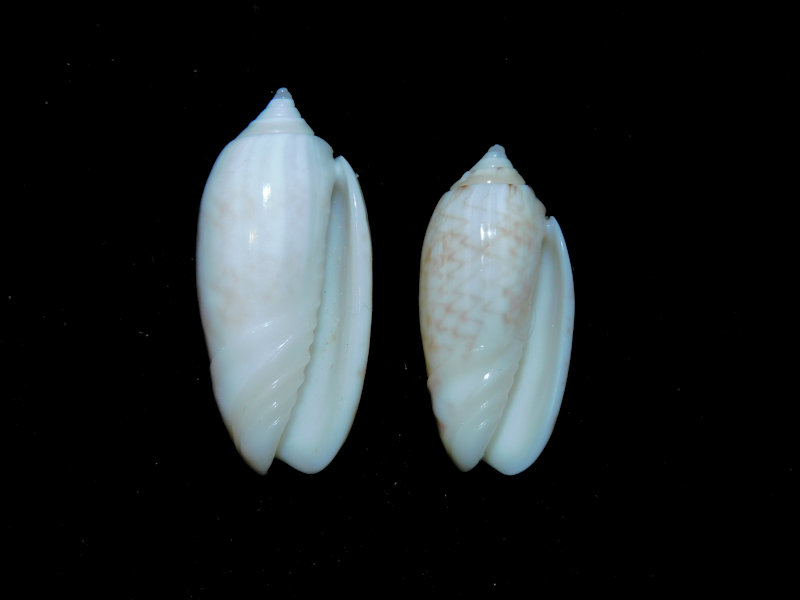 Americoliva reticularis (2) 28.24mm. & 24.05mm. Bimini #17458