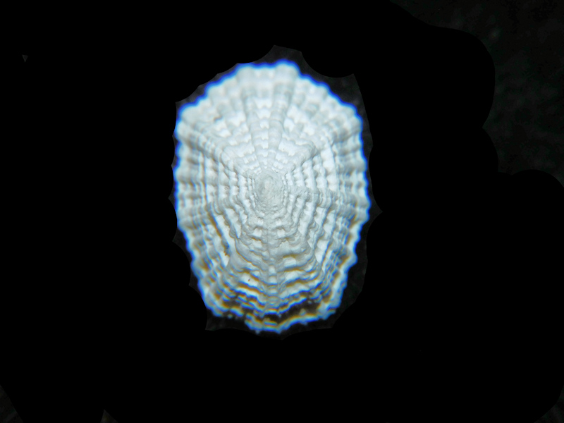 Lottidae