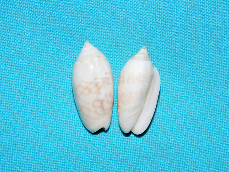 Americoliva reticularis(2) 30.78mm & 29.79mm.Bimini #17392 Americoliva reticularis(2) 30.78mm & 29.79mm.Bimini #17392
