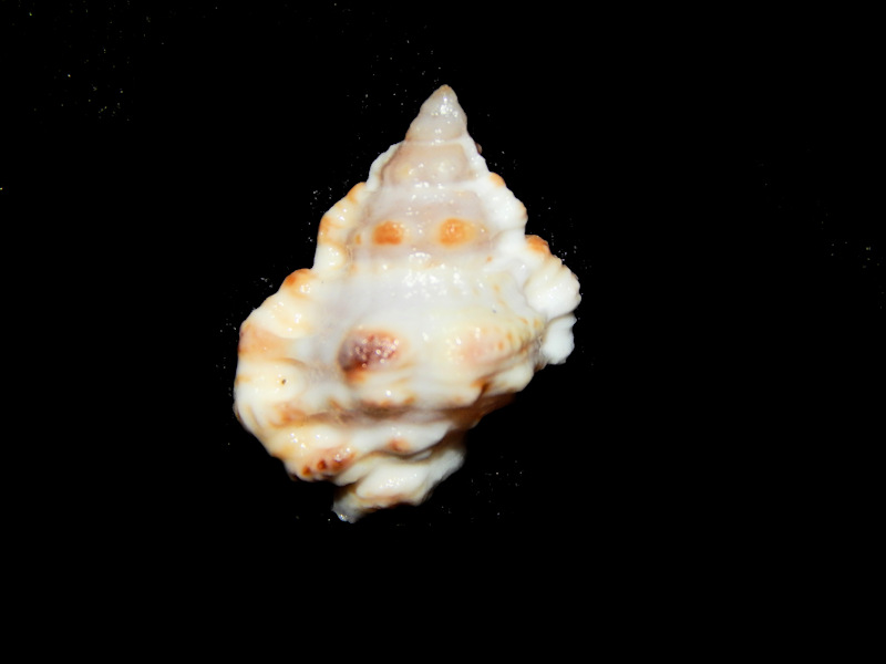 Bursa rhodostoma thomae 21.78mm.-Key Largo-Lot#16448 Bursa rhodostoma thomae 21.78mm.-Key Largo-Lot#16448