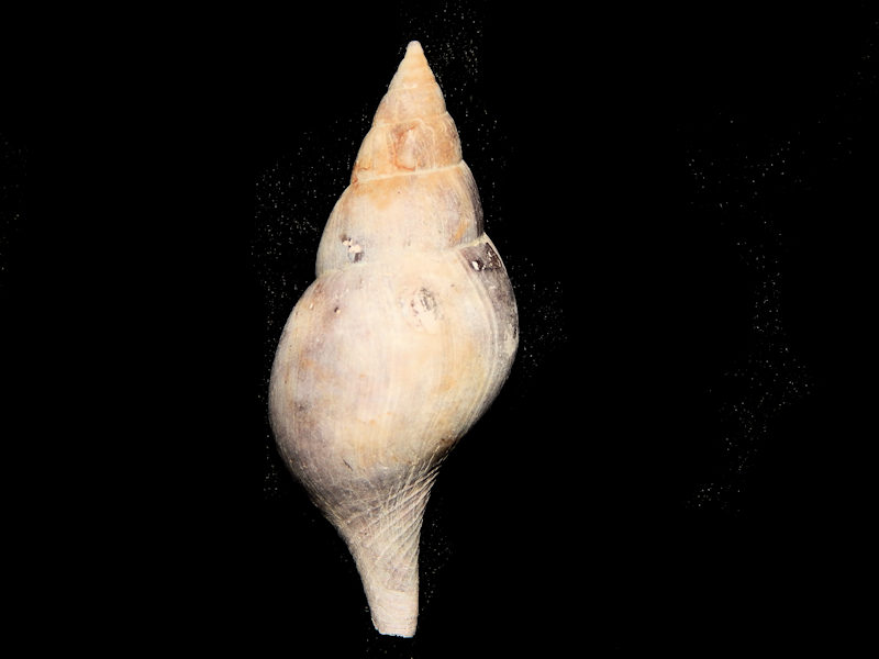 Fasciolaria (Cinctura)rhomboidea 2 ¾”-Pinecrest-Lot#16014 Fasciolaria (Cinctura)rhomboidea 2 ¾”-Pinecrest-Lot#16014