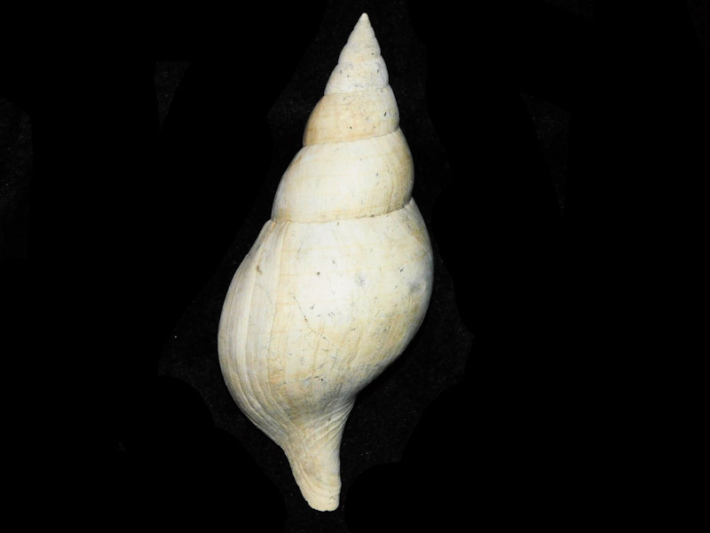 Cinctura rhomboidea 4 ¾” or 117.87mm."One of the Best"#17623 Cinctura rhomboidea 4 ¾” or 117.87mm."One of the Best"#17623