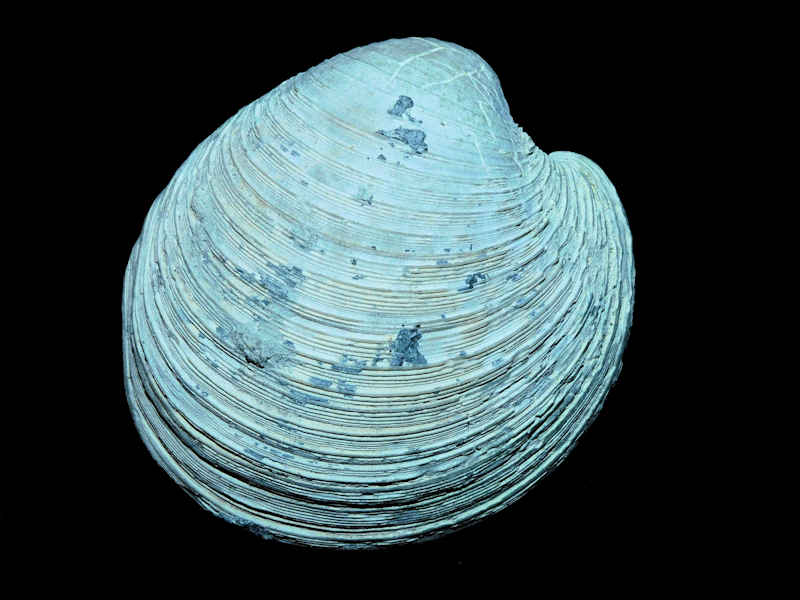 Globivenus rigida 2 3/4” or 71.65mm."Golden Gate #17137 Globivenus rigida 2 3/4” or 71.65mm."Golden Gate #17137