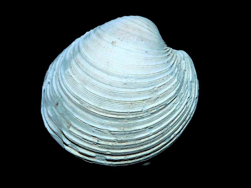 Globivenus rigida 2 1/8” or 54.66mm."Golden Gate Fossil" #17526 Globivenus rigida 2 1/8” or 54.66mm."Golden Gate Fossil" #17526