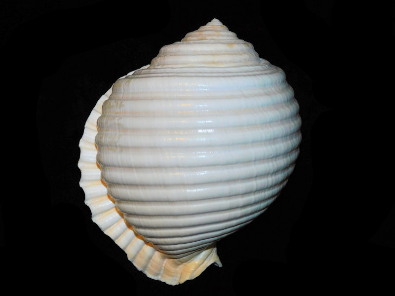 Malea ringens 6 5/8” or 167.05mm. "Peru" #700793 Malea ringens 6 5/8” or 167.05mm. "Peru" #700793