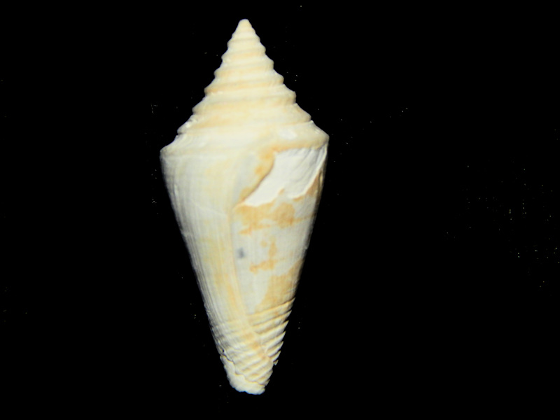 Gradiconus roachi 1” -Rare Golden Gate Member-Lot#16568 Gradiconus roachi 1” -Rare Golden Gate Member-Lot#16568