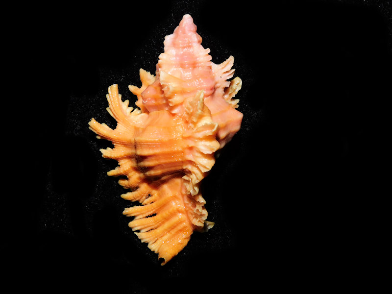 Chicoreus (Triplex) emilyae 58.53mm. w/o "RARE Orange"#700428