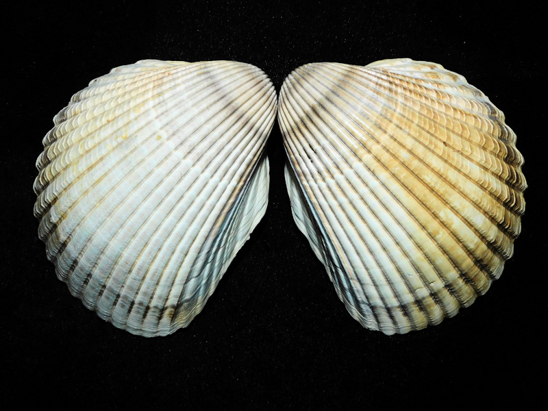 Dinocardium robustum 3 3/4" 93.35mm. Palm Beach Aggregates Lot#8 Dinocardium robustum 3 3/4" 93.35mm. Palm Beach Aggregates Lot#8