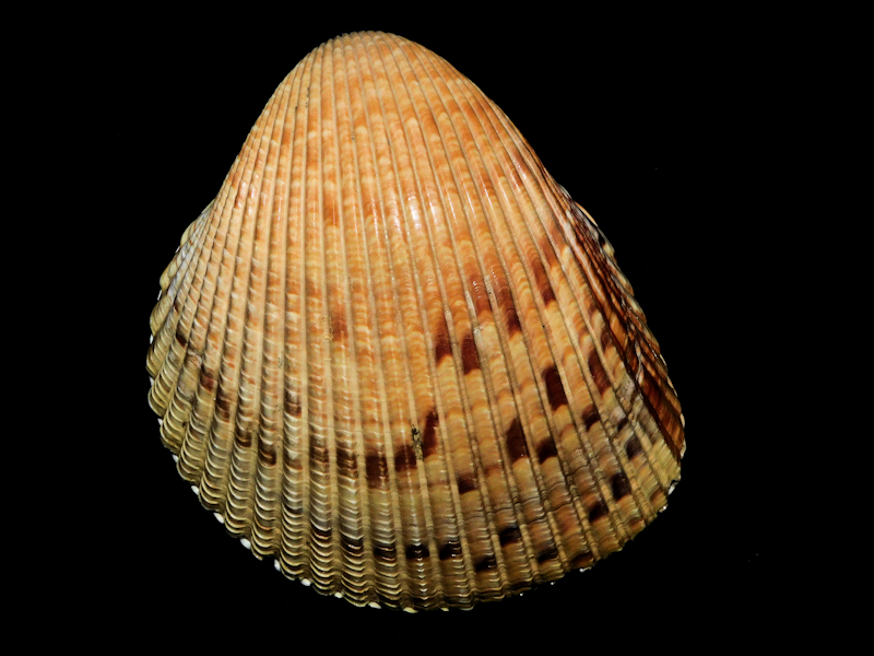 Dinocardium robustum 3 3/4” or 95.35mm. Sanibel Island Lot#16795 Dinocardium robustum 3 3/4” or 95.35mm. Sanibel Island Lot#16795
