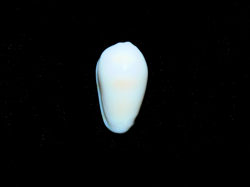 Prunum roosevelti 19.04mm. Eleuthera Bahamas Lot#16835 Prunum roosevelti 19.04mm. Eleuthera Bahamas Lot#16835