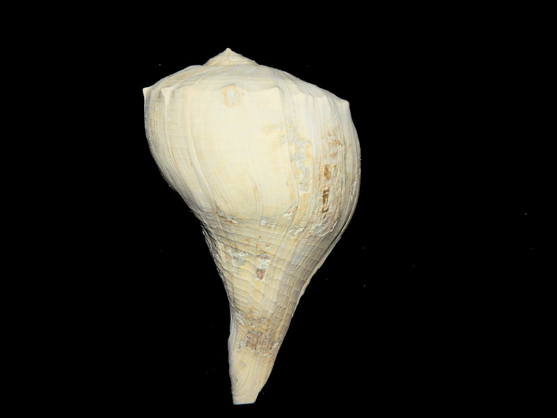 Sinistrofulgur roseae 7 7/8"-Large Busycon Lot#16617 Sinistrofulgur roseae 7 7/8"-Large Busycon Lot#16617