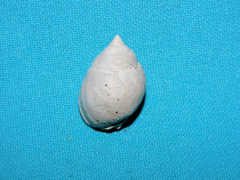 Globinassa roseae 23.23mm. Brantley Pit #17115 Globinassa roseae 23.23mm. Brantley Pit #17115