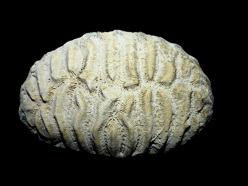 Manicina areolata 8 ¼” or 208.84mm.”Rare Extinct Variant"#16929 Manicina areolata 8 ¼” or 208.84mm.”Rare Extinct Variant"#16929