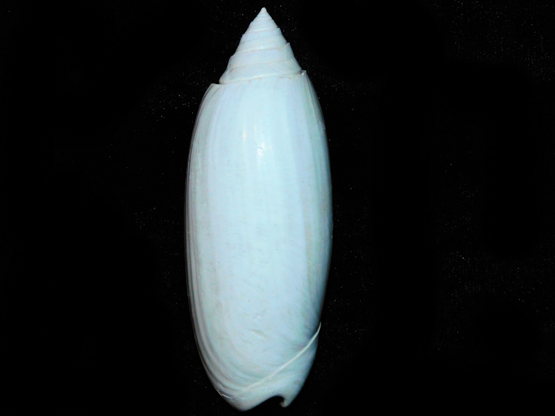 Americoliva roseae 3 ¼” or 81.12mm. "Superb LG" #700454 Americoliva roseae 3 ¼” or 81.12mm. "Superb LG" #700454