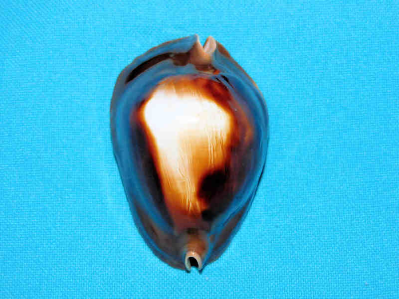 Zoila rosselli 2 3/8” or 57.42mm."Rare with white spot" LOT#901229JB (image for) Zoila rosselli 2 3/8” or 57.42mm."Rare with white spot" LOT#901229JB