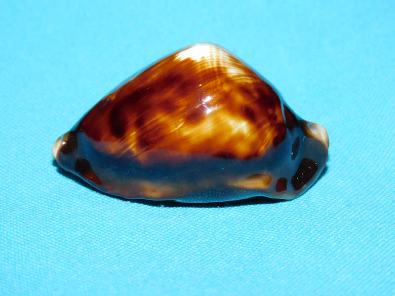 Zoila rosselli 2” or 50.13mm. "Shark's Bay" #700154 - Click Image to Close