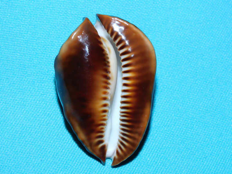 Zoila rosselli 2” or 50.13mm. "Shark's Bay" #700154 - Click Image to Close