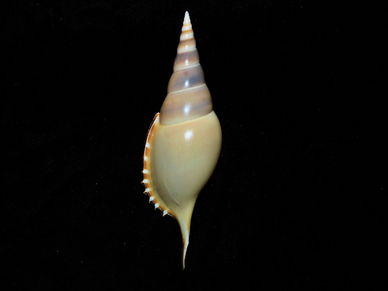 Rostellaria martini 5 ¼” or 132.48mm."Lovely" #700002 Rostellaria martini 5 ¼” or 132.48mm."Lovely" #700002