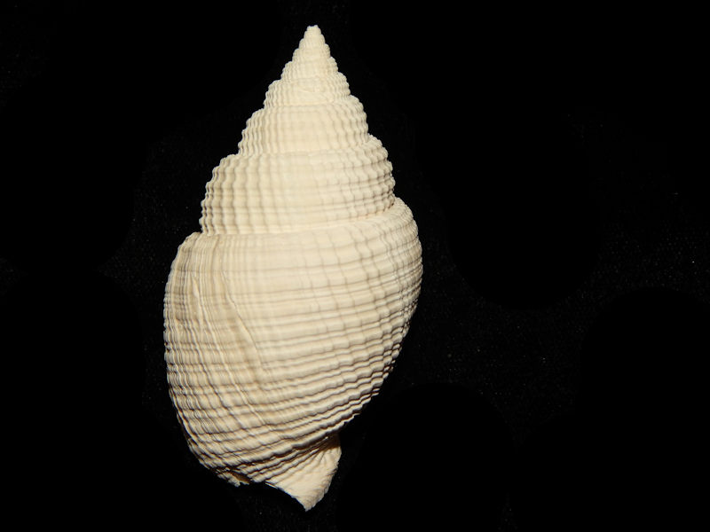 Cancellariidae