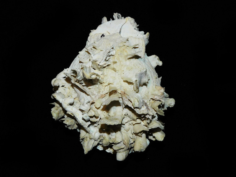 Spondylus rotundatus 3 3/4” or 93.07mm. "BEST OFFERED"#700417 Spondylus rotundatus 3 3/4” or 93.07mm. "BEST OFFERED"#700417