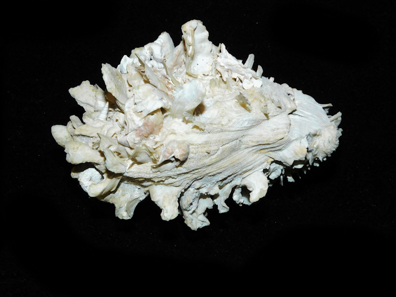 Spondylus rotundatus 3 3/4” or 93.07mm. "BEST OFFERED"#700417 - Click Image to Close