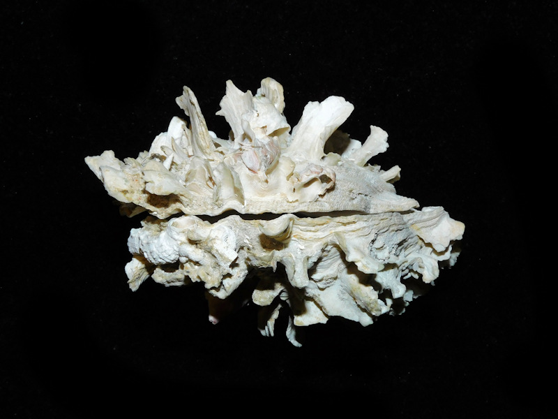 Spondylus rotundatus 3 3/4” or 93.07mm. "BEST OFFERED"#700417 - Click Image to Close